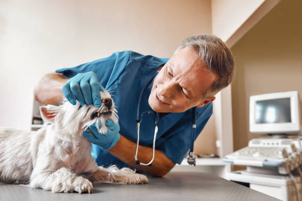 Best Emergency Broken Tooth Repair in Nevada, IA